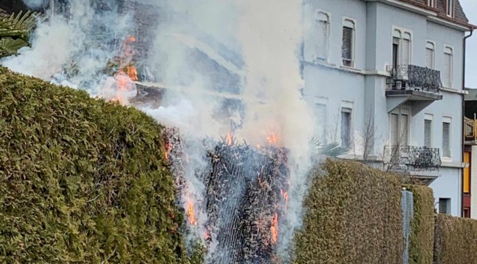 Rorschach: Thuja Hecke brannte
