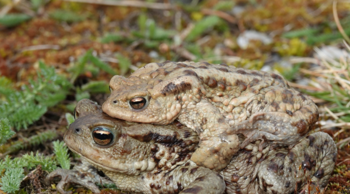 Amphibien auf Laichwanderung