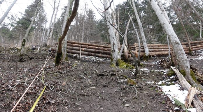 Triesen: Frau bei Arbeitsunfall schwer verletzt