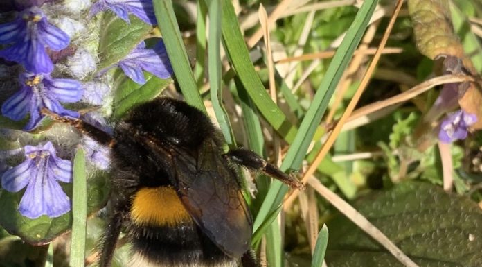 Hummeln, erste Gäste in unseren Gärten