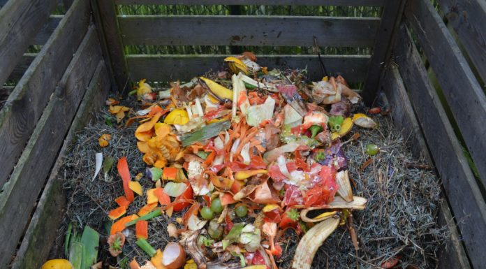 Richtig kompostieren: 7 Tipps für perfekte Ergebnisse