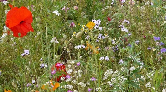 Wie oft man eine Blumenwiese schneiden sollte