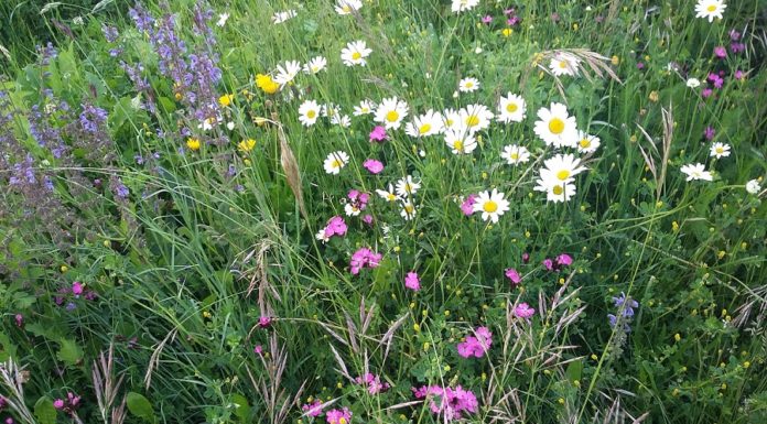 Einzigartige Naturgestaltung in Mauren-Schaanwald
