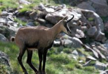 Abschussplan weitgehend erfüllt