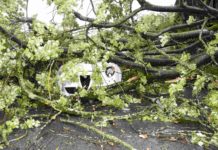 Baum stürzt auf fahrendes Auto