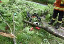 Von herabfallenden Äste getroffen – Kleinkind verstorben!