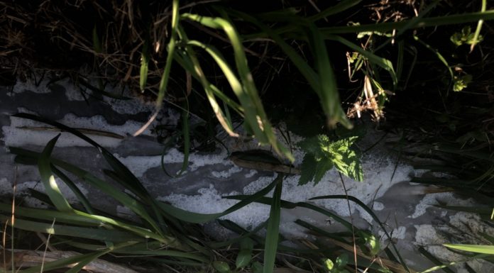 Eschenbach: Bach verschmutzt