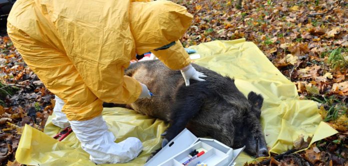 Afrikanische-Schweinepest-in-Polen