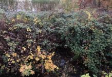 Tübach: Heizöl fliesst in Häftlibach