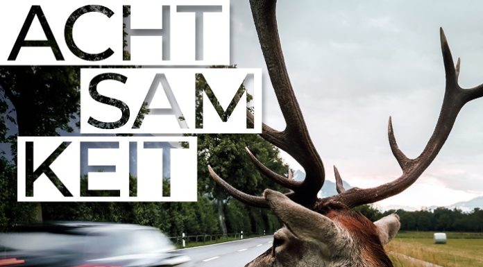 Bendern: Reh von Auto angefahren