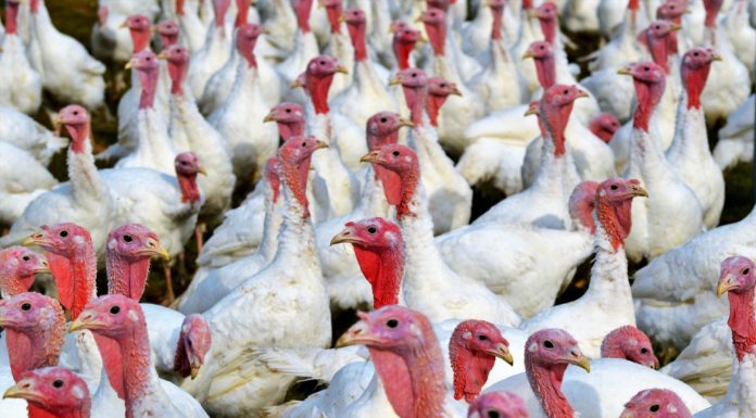 Vogelgrippefall in Schweizer Geflügelbetrieb