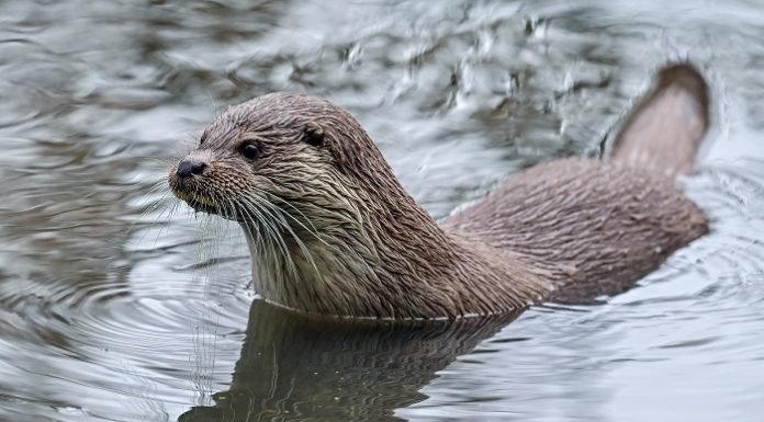 Erstnachweis für den Fischotter in Liechtenstein erbracht