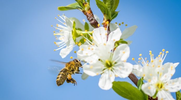 11. Baumschnittkurs auf der Obstbaumwiese
