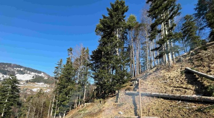 Holzerunfall: 22jähriger Waldarbeiter mit Brandverletzungen