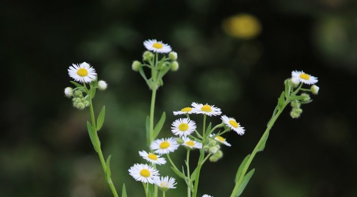 Das Einjährige Berufkraut ist kein Gänseblümchen