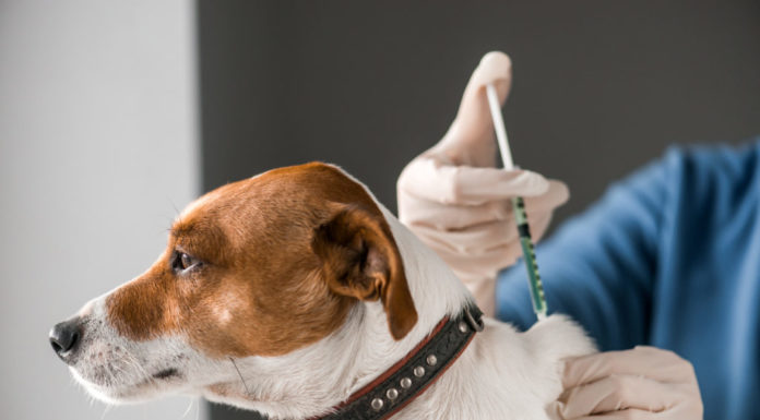 Staupe-Epidemie bei Wildtieren – Schutzimpfung für Hunde empfohlen