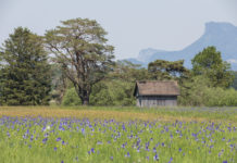 Exkursion zum Blütenmeer der Sibirischen Schwertlilie