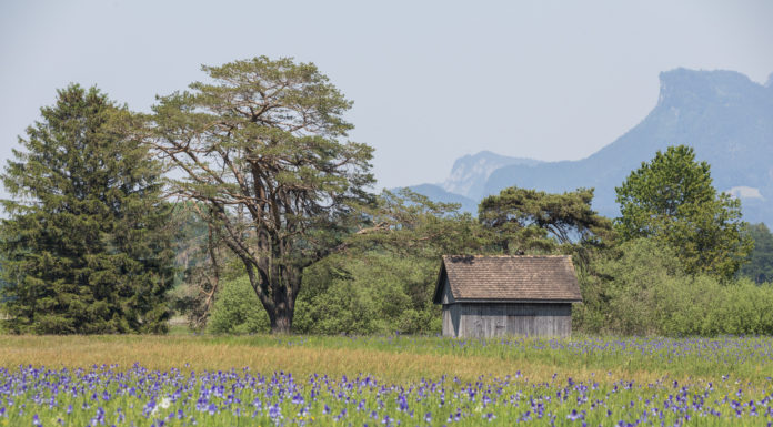 Förderung der Biodiversität in Liechtenstein