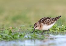 Hände weg von Jungvögeln!