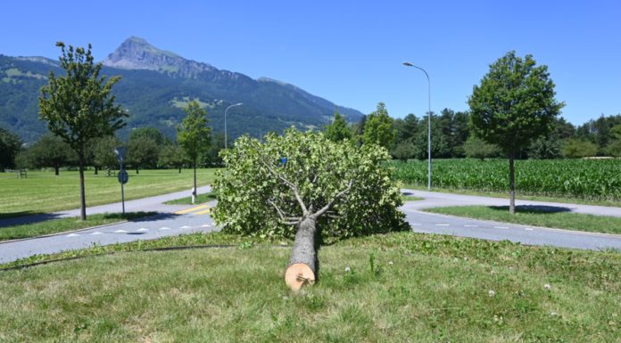 Zeugenaufruf: Baum widerrechtlich gefällt