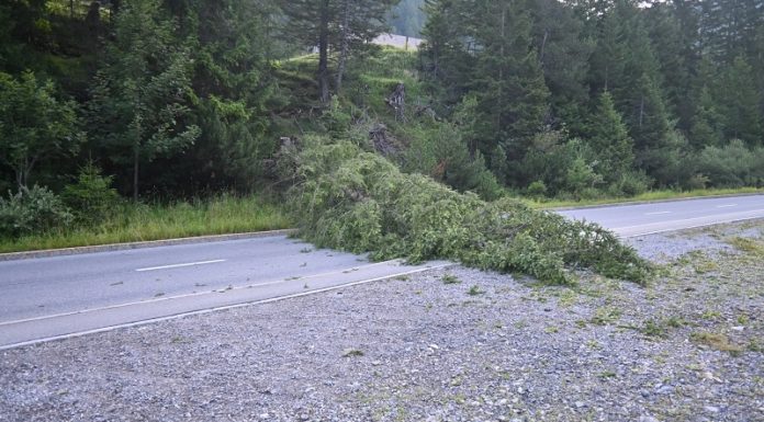 Zeugenaufruf – Gefällte Tanne blockiert Strasse