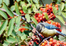 Nicht-heimische Sträucher austauschen für mehr Biodiversität in Liechtenstein