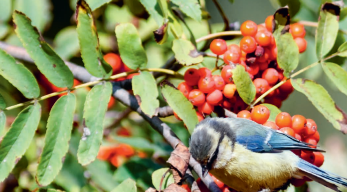 Nicht-heimische Sträucher austauschen für mehr Biodiversität in Liechtenstein