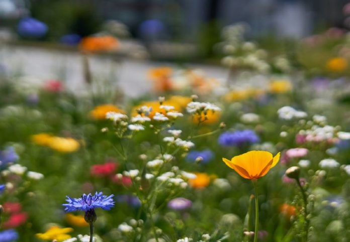 Klimaneutralität_Blumenwiese