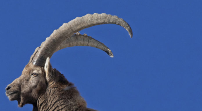 Abschussplan für das Jagdjahr 2024/25