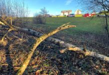 Beim Holzen verunfallt