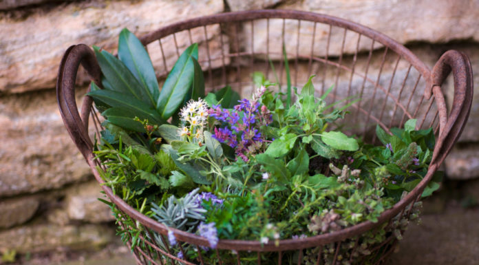 Sonderthema Gesundheit: Gegen alles ist ein Kraut gewachsen