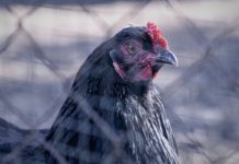 Massnahmen zur Verhinderung der Weiterverbreitung der Vogelgrippe
