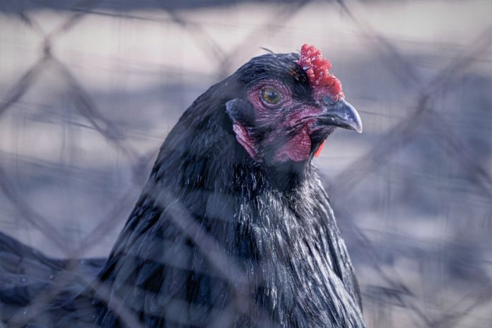 Vogelgrippe_bird-ge7dff7bf1_1280