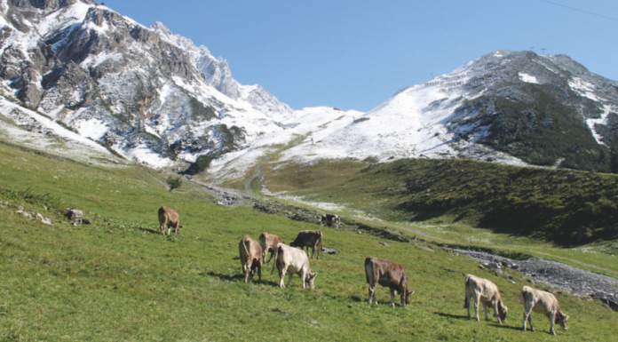 Gampriner Alpe Rauz – Prüfung Windkraft
