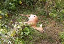 Zeugenaufruf: Hund tötet Reh in Gamprin