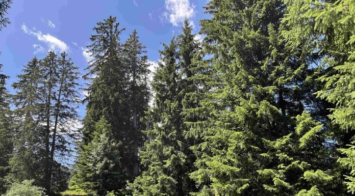 Gleitschirmunfälle in den Flumserbergen