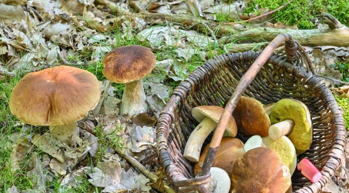 Die Pilzsaison hat begonnen