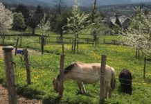 Therapiehof: Triesner Gemeinderat für eine Lösungsfindung