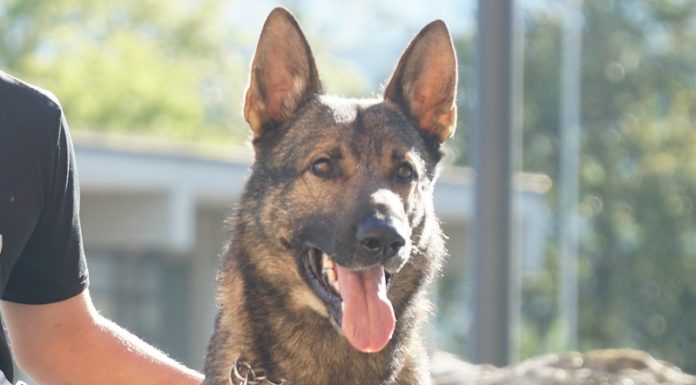 Diensthund schnappt Einbrecher