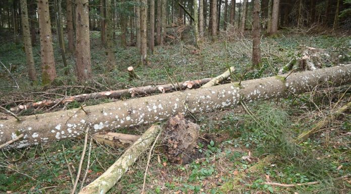 Tödlicher Forstunfall