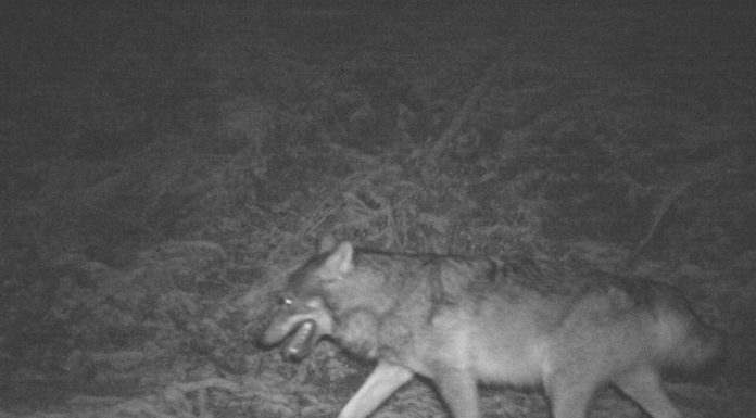Wolfsnachweis im Saminatal