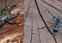 Bevölkerung soll bei Erforschung der Käferarten Alpenbock und Hirschkäfer helfen