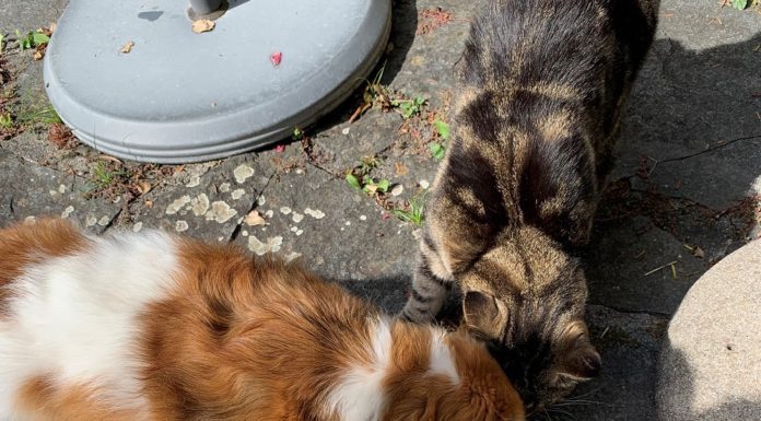 Sie mögen sich «Wie Hund und Katz?»