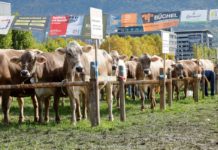 Unterländer Jahrmarkt: Tradition und Volksfest