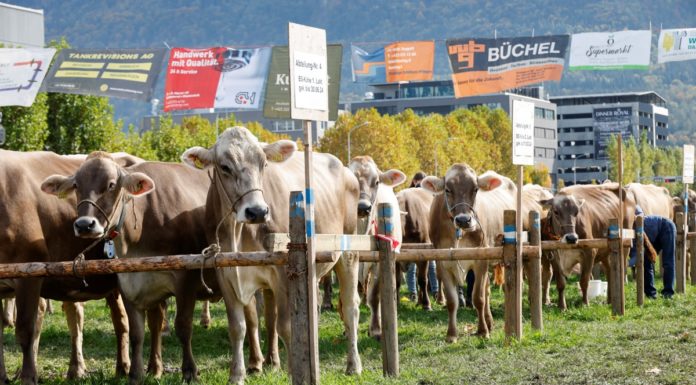Unterländer Jahrmarkt: Tradition und Volksfest