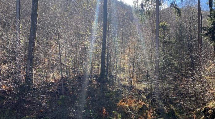 Regierung verabschiedet Landeswaldinventar