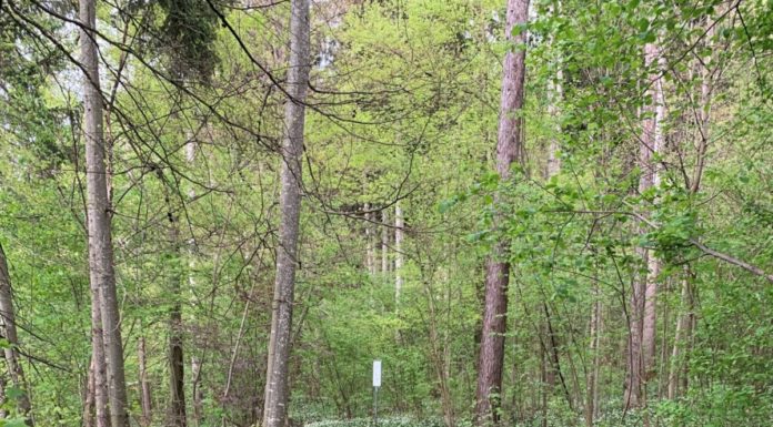Regierung genehmigt Schutzwaldausscheidung
