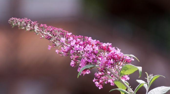 Rege Teilnahme an zweiter landesweiten Sträuchertauschaktion