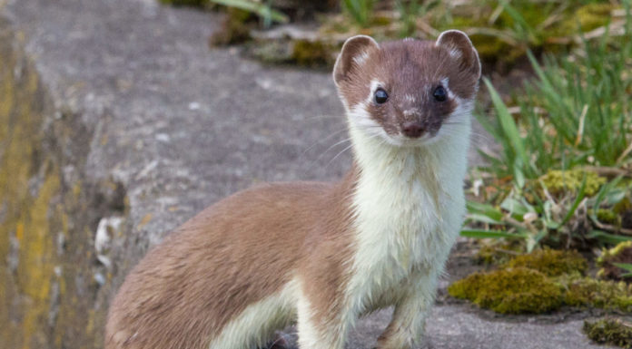 Erfolgreiches Citizen Science Projekt wird fortgesetzt und erweitert