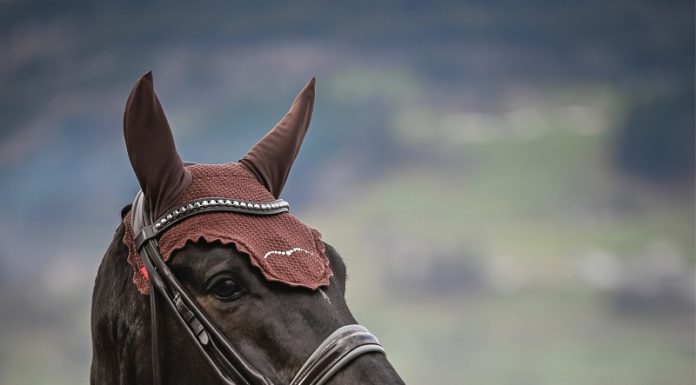 Dressurreiten: Auch «Donovan» überzeugt